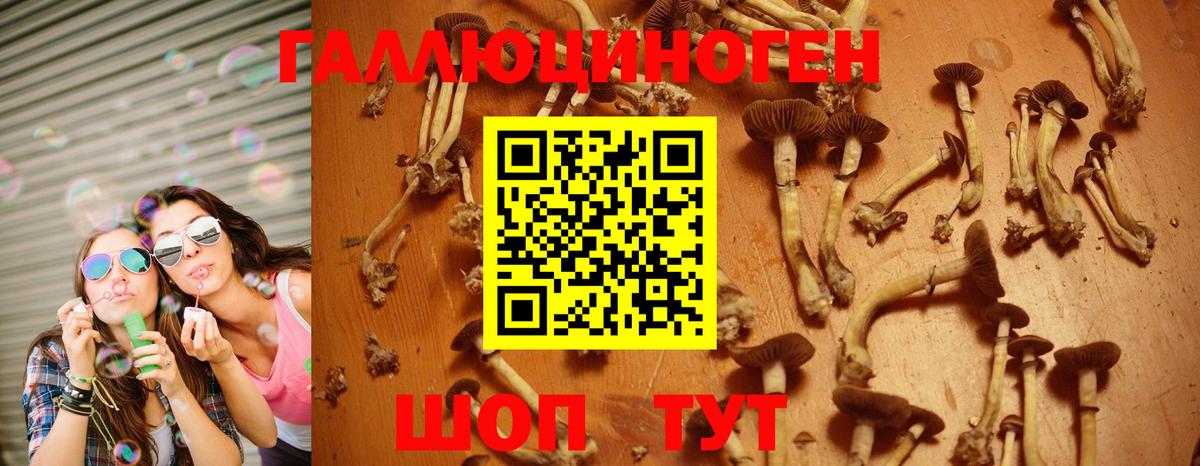 Псилоцибиновые грибы Psilocybe  Вход с VPN  купить наркотик  Подольск 